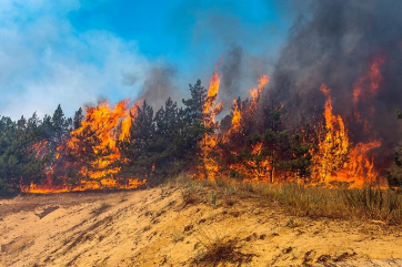 Свыше миллиарда животных погибли в лесных пожарах в Австралии